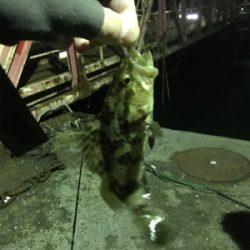 新年極寒ライトゲーム