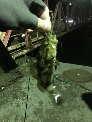 新年極寒ライトゲーム