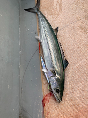 ドリームチェイサーさんにて