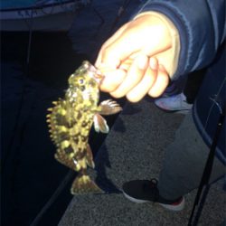 ちまちま根魚釣り