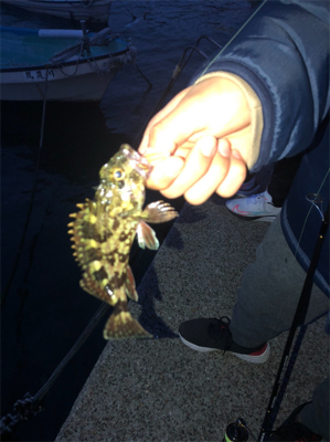 ちまちま根魚釣り