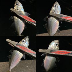 極寒・爆風アジング