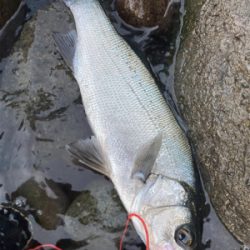 サラシの中のヒラスズキ！！