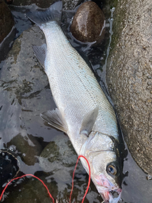 サラシの中のヒラスズキ！！