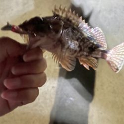 ガシラハンティング