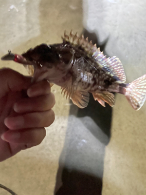 ガシラハンティング