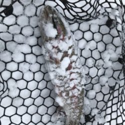 新年トラウト大勝利