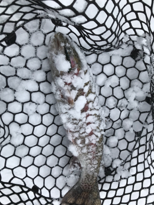 新年トラウト大勝利