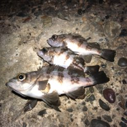 サイズが出ない。