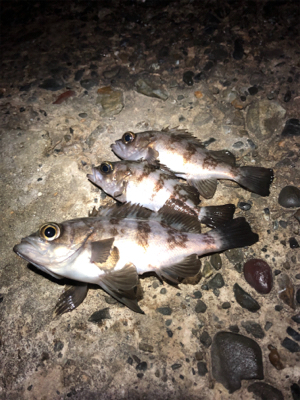 サイズが出ない。