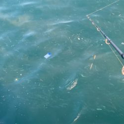 ベイトがすごい。