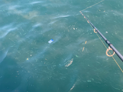 ベイトがすごい。