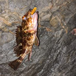 フロートメバリング壱ノ型