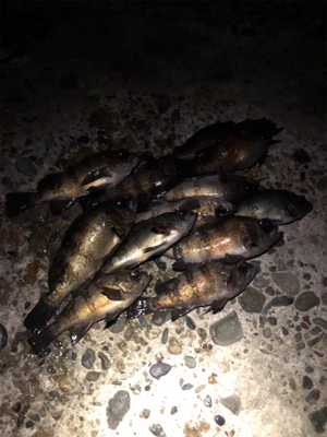 ガルプしばりメバリング