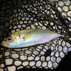 メバリング快調!