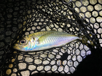 メバリング快調!