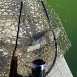 服部緑地、今日暑い。気温が・・・。