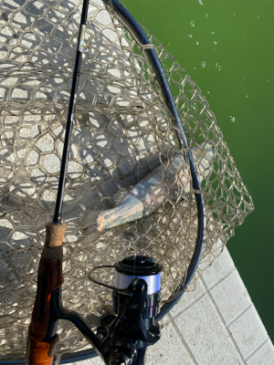 服部緑地、今日暑い。気温が・・・。