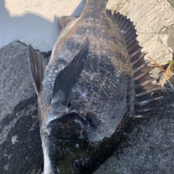 2021初フィッシュ!