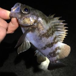 ライトゲームメバル