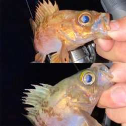 メバリング ‼️