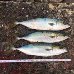 爆風の中、波をかぶりながらの鰤ならずヤズ祭り