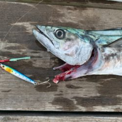 ナブラ撃ち！サゴシ！！