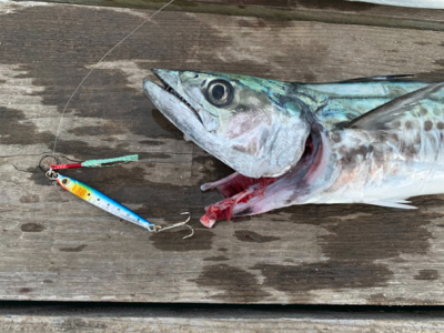 ナブラ撃ち！サゴシ！！