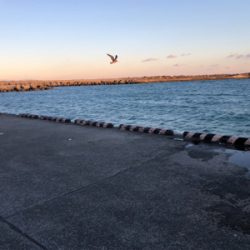 カマスとイシモチ