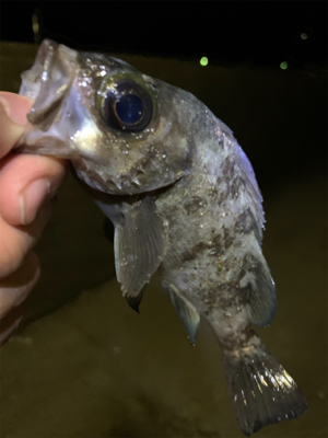 ロックフィッシュ