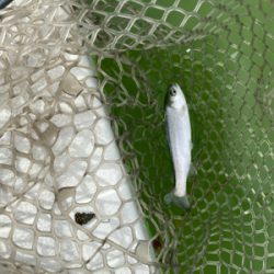 服部緑地　エリアトラウト