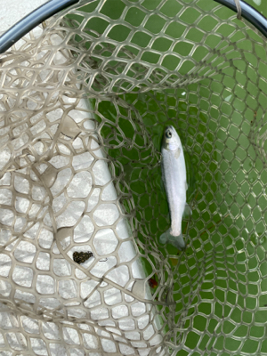 服部緑地　エリアトラウト