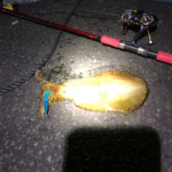 アオリイカを求めて！