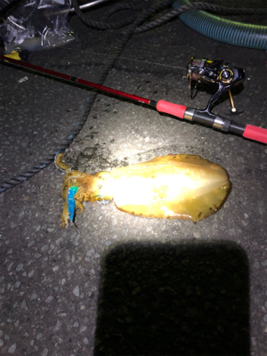 アオリイカを求めて！