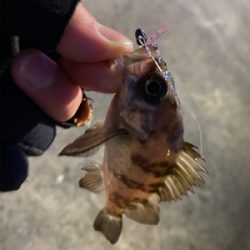 ライトゲーム‼︎