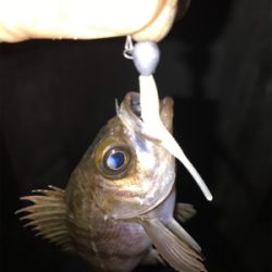 ガシラ　メバル