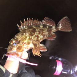 極寒メバリング