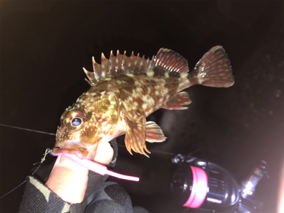 極寒メバリング