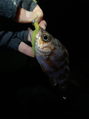 2021 やっと釣り初め