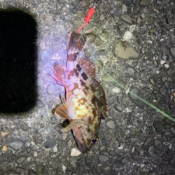 メバリングのはずが