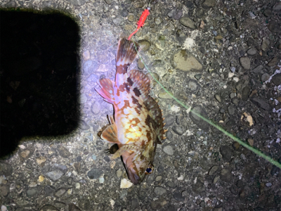 メバリングのはずが