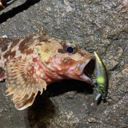 アジが良く釣れました