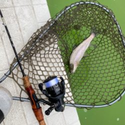 エリアトラウト  ボトムスプール