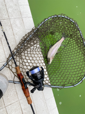 エリアトラウト  ボトムスプール