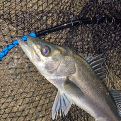 久々シーバスゲーム（自粛散歩編）