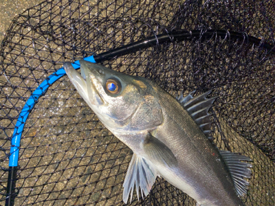 久々シーバスゲーム（自粛散歩編）