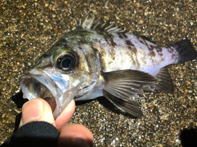 漁港内メバリング