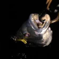 少し活性上がってる?