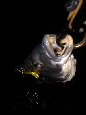 少し活性上がってる?