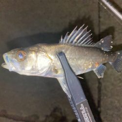 短時間ライトゲーム